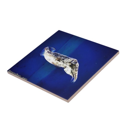 イカ タイル (側面)