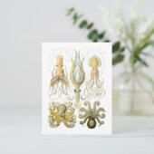 イカ&タコ ポストカード (スタンド正面)