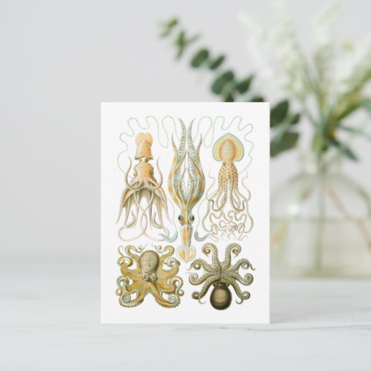 イカ&タコ ポストカード (スタンド正面)