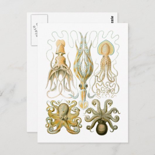 イカ&タコ ポストカード (正面/裏面)