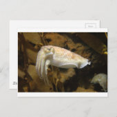 イカ ポストカード (正面/裏面)