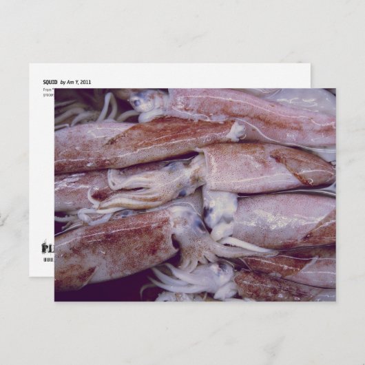 イカ ポストカード (正面/裏面)