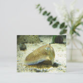 イカ ポストカード (スタンド正面)