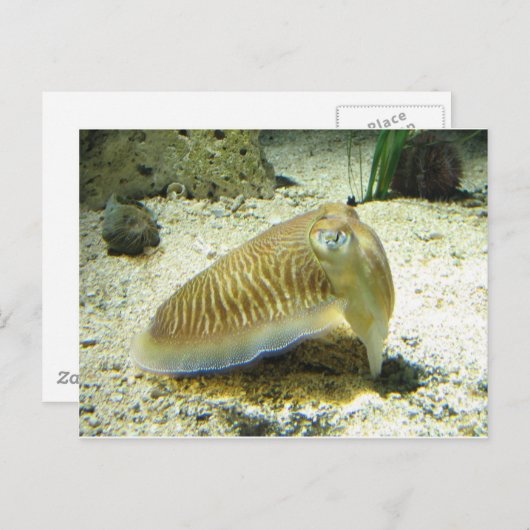 イカ ポストカード (正面/裏面)