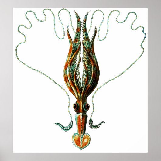 イカ、長い武装スタイル ポスター (正面)