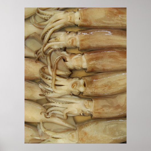 イカ – Calamari ポスター (正面)