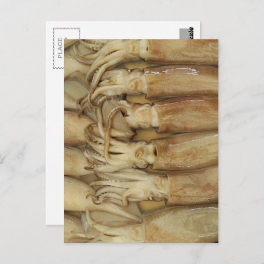 イカ – Calamari ポストカード (正面/裏面)