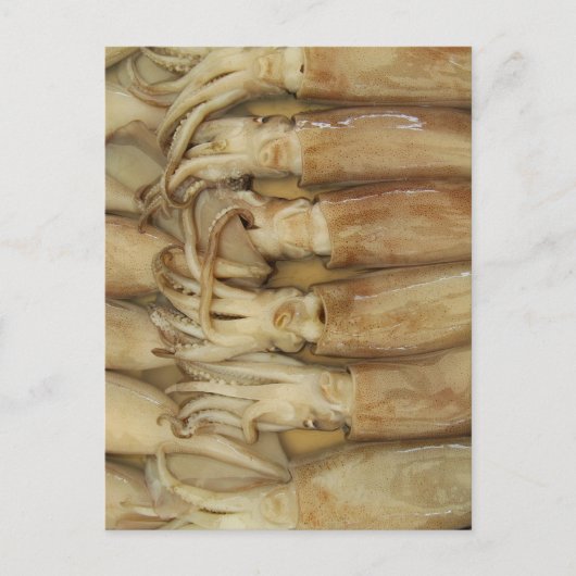 イカ – Calamari ポストカード (正面)