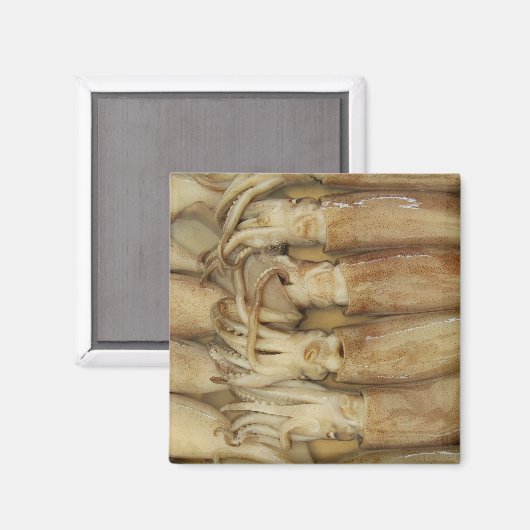 イカ – Calamari マグネット (正面/裏面)