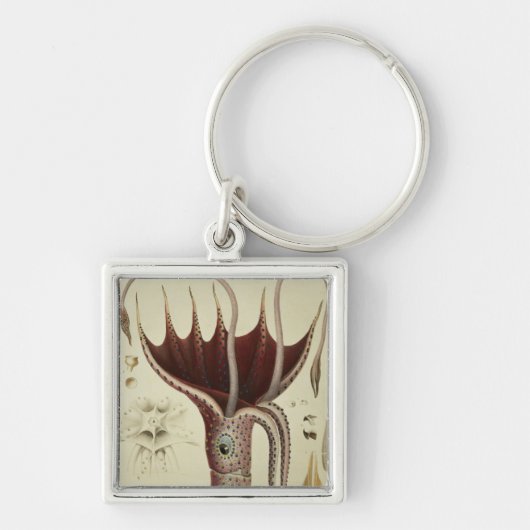 イカ、「Histoire NaturelleからのPl.2 キーホルダー (正面)