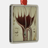 イカ、「Histoire NaturelleからのPl.2 メタルオーナメント (右)