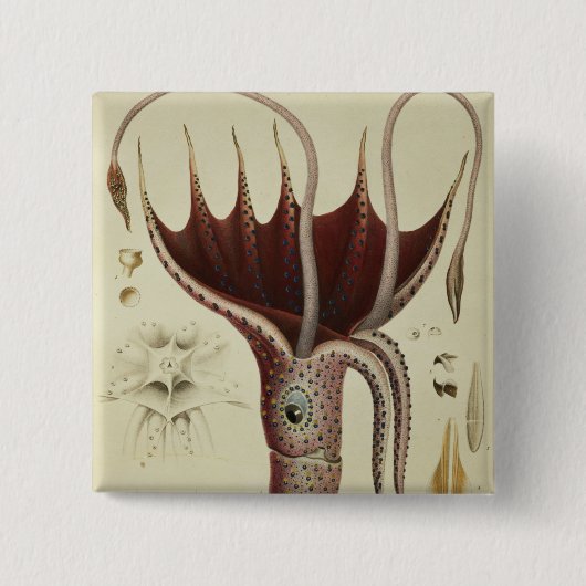 イカ、「Histoire NaturelleからのPl.2 缶バッジ (正面)