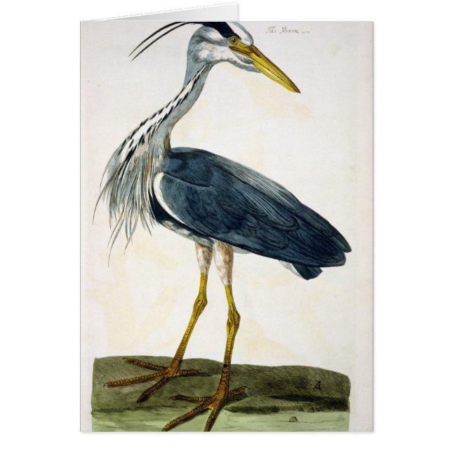 「イギリスからの鷲(cinerea Ardea)のプレート (正面)