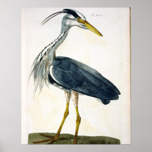 「イギリスからの鷲(cinerea Ardea)のプレート ポスター