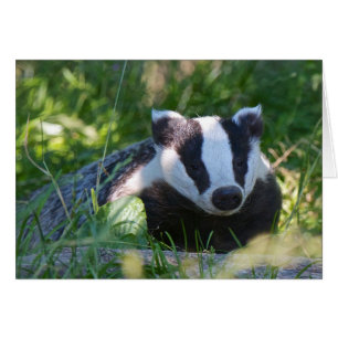 イギリスのアナグマカード