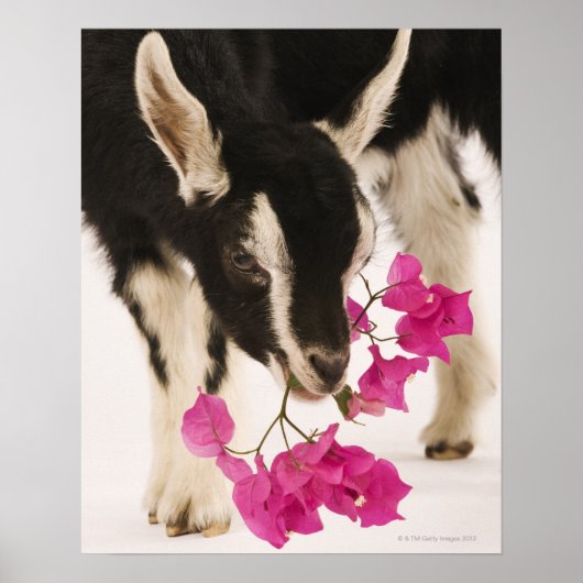 イギリスのアルパインヤギ(子供)を飼いならした。ブラック ポスター (正面)