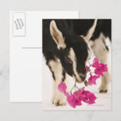 イギリスのアルパインヤギ（子供）を飼いならした。ブラック ポストカード (正面/裏面)