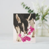 イギリスのアルパインヤギ（子供）を飼いならした。ブラック ポストカード (スタンド正面)