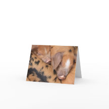 イギリスのオックスフォードサンディ&ブラックの可愛い子豚たち