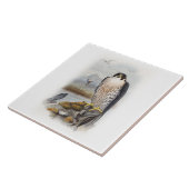 イギリスのハヤブサのジョンGouldの鳥 タイル (側面)