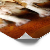 イギリスのブルドッグの子犬が本当にかわいい ポスター (角)