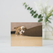 イギリスのブルドッグの子犬の噛む枕 ポストカード (スタンド正面)