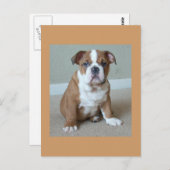 イギリスのブルドッグパピー葉書ポストカード ポストカード (正面/裏面)