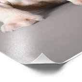 イギリスのブルドッグパピー |かわいいブルドッグ フォトプリント            (角)