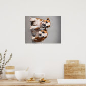 イギリスのブルドッグパピー |かわいいブルドッグ ポスター (キッチン)