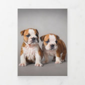 イギリスのブルドッグパピー |かわいいブルドッグ 三つ折り案内状 (カバー)