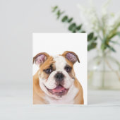 イギリスのブルドッグパピー ポストカード (スタンド正面)