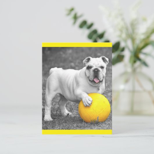 イギリスのブルドッグ犬はがき ポストカード (スタンド正面)