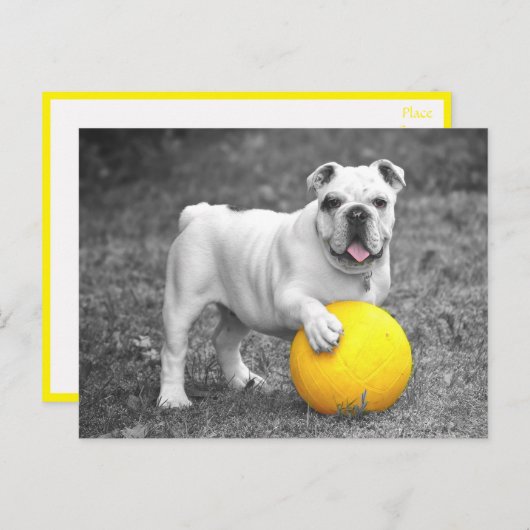 イギリスのブルドッグ犬はがき ポストカード (正面/裏面)