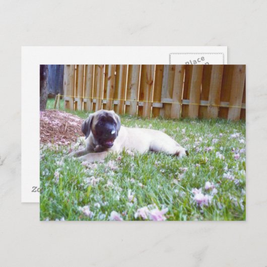 イギリスのマスティフ犬はがき ポストカード (正面/裏面)