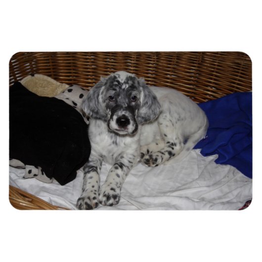 イギリスの子犬 マグネット (横)