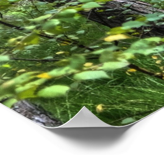 イギリスの新しい森の木々の自然シーン ポスター (角)