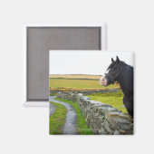 イギリスの田舎の農場の馬 マグネット (正面/裏面)