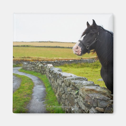 イギリスの田舎の農場の馬 マグネット (正面)