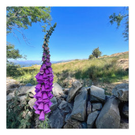 イギリスの田舎の静けさ フォトプリント           