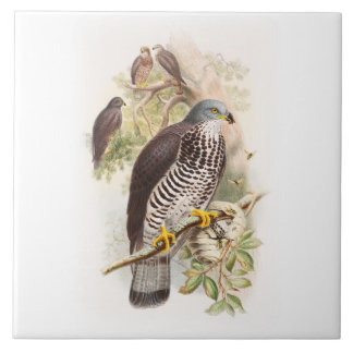 イギリスの蜂蜜BuzzardのジョンGouldの鳥 タイル