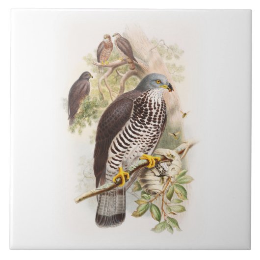 イギリスの蜂蜜BuzzardのジョンGouldの鳥 タイル (正面)