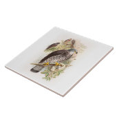 イギリスの蜂蜜BuzzardのジョンGouldの鳥 タイル (側面)