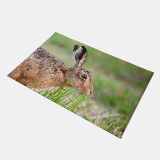 イギリスの野生の野食べウサギは、の草を閉じる ドアマット (アングル)