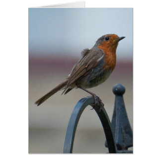 イギリスの鳴き鳥: 若いロビン