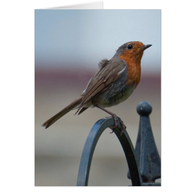 イギリスの鳴き鳥: 若いロビン (正面)