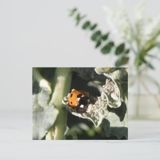 イギリスの7スポットレディーバグポストカード ポストカード (スタンド正面)