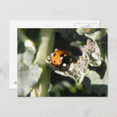 イギリスの7スポットレディーバグポストカード ポストカード (正面/裏面)