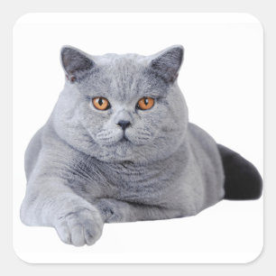 イギリスのshorthair猫 スクエアシール