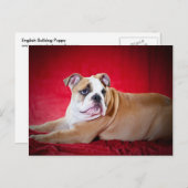 イギリスブルドッグの子犬 ポストカード (正面/裏面)