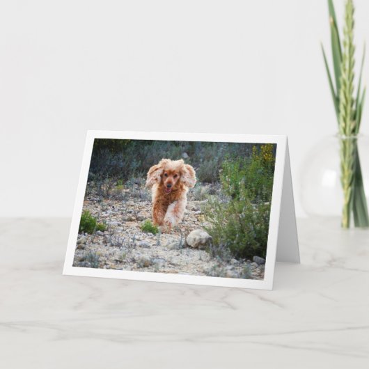 イギリス原産のコッカースパニエルが地方で走る カード (正面)